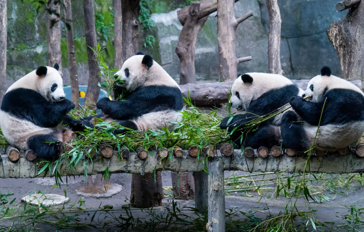 Four giant pandas sitting on a wooden platform with bamboo.